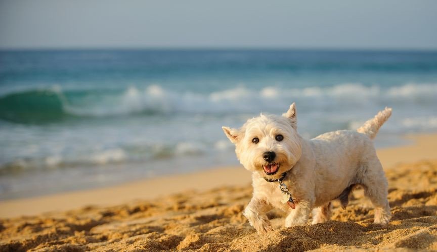 Urlaub Belgien mit Hund am Strand
